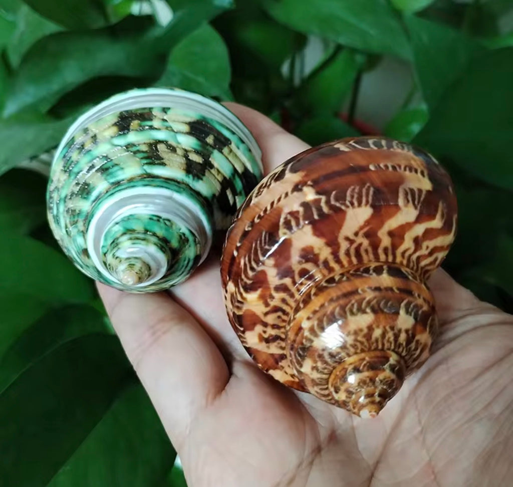4PCS Assorted Hermit Crab Shells Colorful Turbo Shells, 4-6CM Hermit Crab House for Décor, Opening Approx 2.5CM Natural