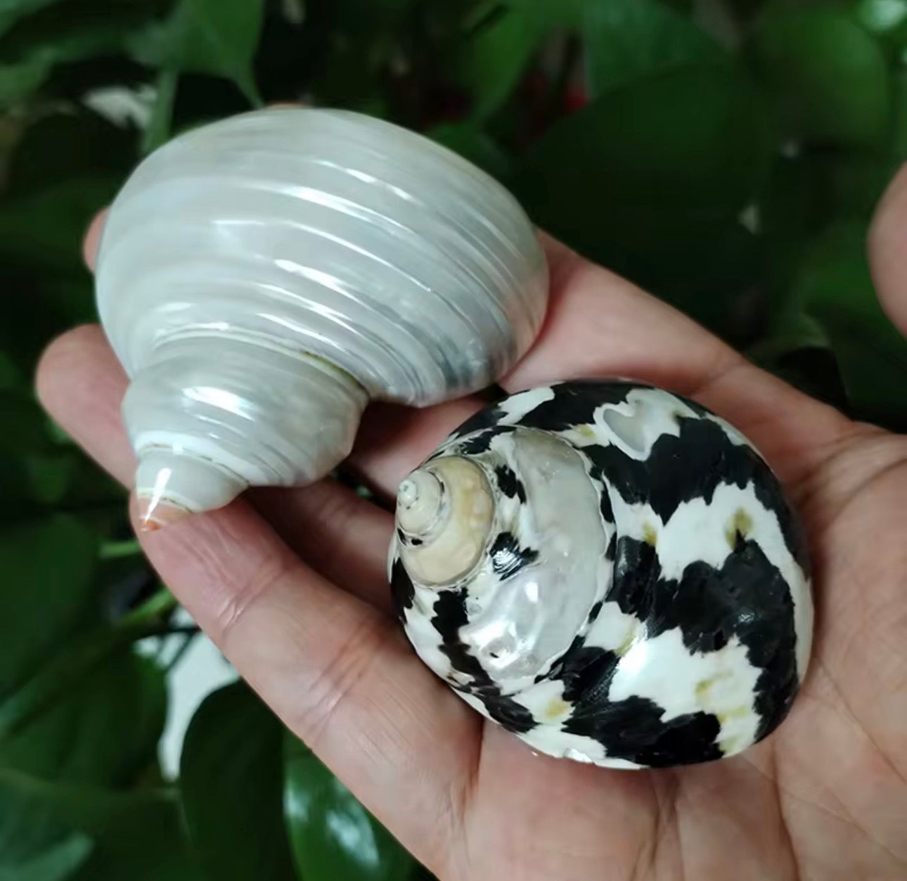 4PCS Assorted Hermit Crab Shells Colorful Turbo Shells, 4-6CM Hermit Crab House for Décor, Opening Approx 2.5CM Natural