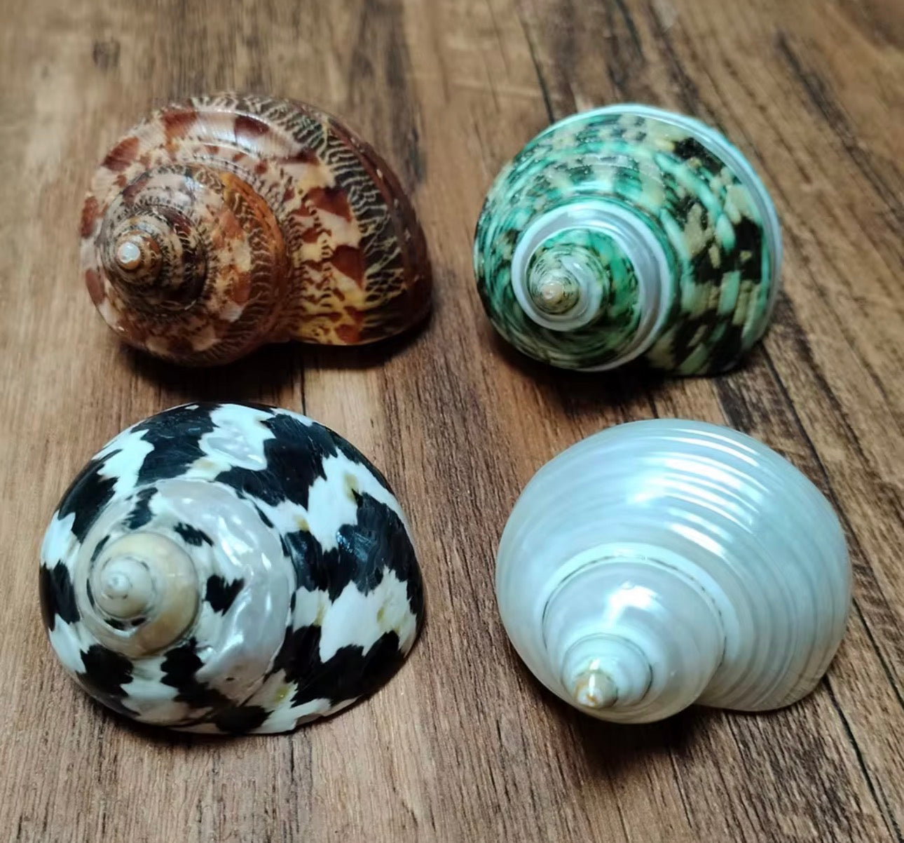 4PCS Assorted Hermit Crab Shells Colorful Turbo Shells, 4-6CM Hermit Crab House for Décor, Opening Approx 2.5CM Natural