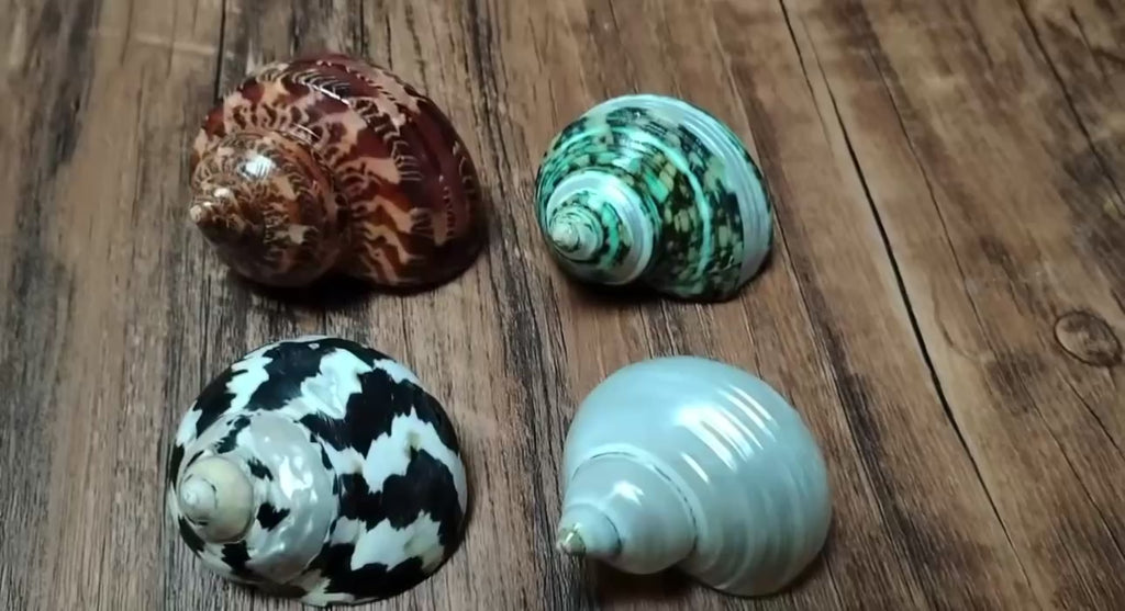 4PCS Assorted Hermit Crab Shells Colorful Turbo Shells, 4-6CM Hermit Crab House for Décor, Opening Approx 2.5CM Natural